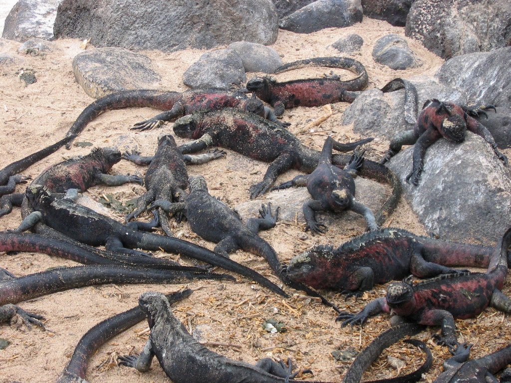 02-Marine Iguanas.jpg - Marine Iguanas